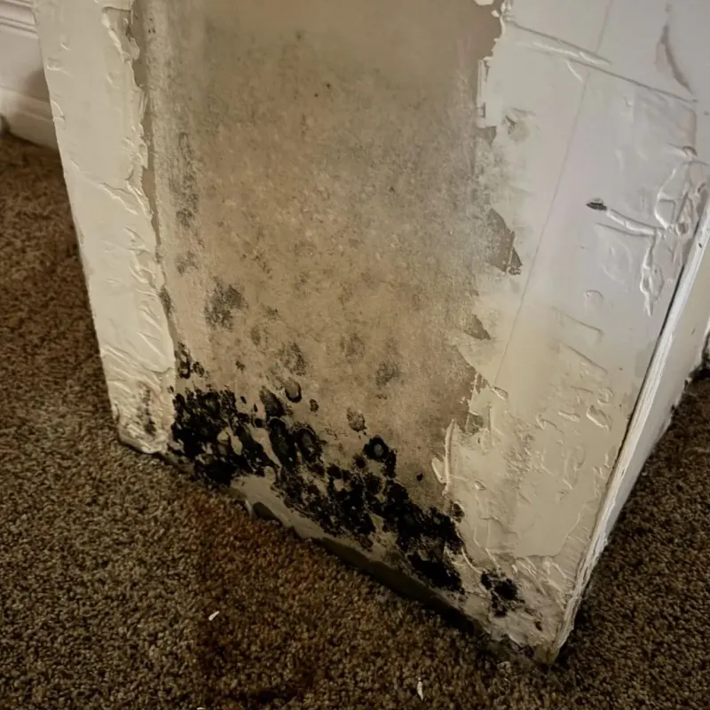 Professional Mold Removal in Grayson County, TX